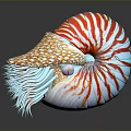 Vibrant Nautilus With Red White Striped Shell Blue Tentacles And Orange Spotted Mantle