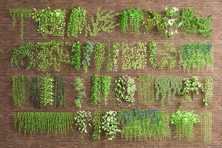 Modern Vine This Climbing Vine Green Plant Wall Vine Plant Wall Parthenocissus 3d model