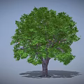 Green Tree Featuring Dense Lush Green Leaves and Brown Trunk on Gray Background