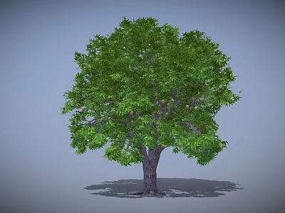 Green Tree Featuring Dense Lush Green Leaves and Brown Trunk on Gray Background 3d model