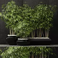 Stylish Bamboo in Black Planter with White Pebbles Against Dark Background Wall on Gravel Shelf