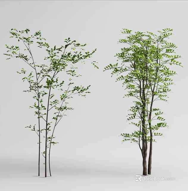 Two Green Leafy Shrubs With Tall Stems And Lush Foliage On White Background 3d model 