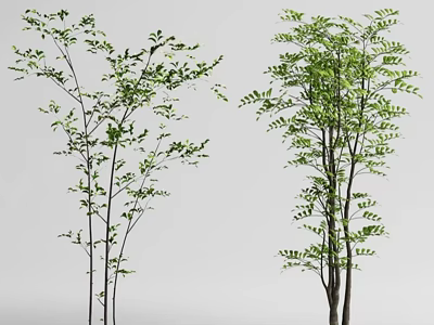 Two Green Leafy Shrubs With Tall Stems And Lush Foliage On White Background 3d model