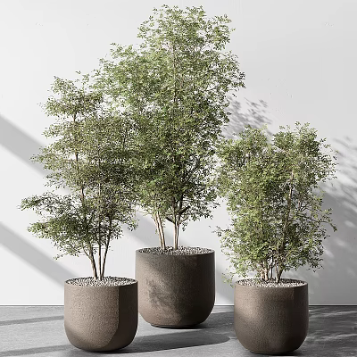 Indoor Bonsai Plants in Grey Planters with Small Pebbles Against White Wall Background 3d model