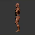 Muscular Man Bodybuilder Posing to Display Well Defined Physique and Muscle Definition