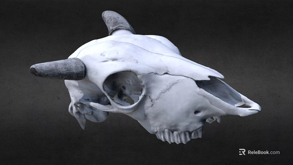 Detailed White Cow Skull With Curved Horns On Dark Background 3d model 