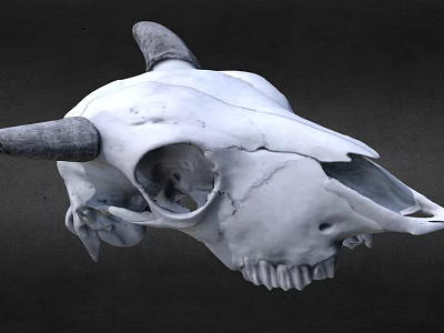Detailed White Cow Skull With Curved Horns On Dark Background 3d model