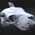 Detailed White Cow Skull With Curved Horns On Dark Background