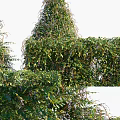 Various Types of Landscaping Shrubs With Lush Green Foliage And Diverse Natural Shapes