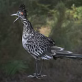 Crested Roadrunner Bird With Striped Feathers Long Tail Open Beak Standing On Grassland