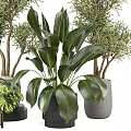 Bonsai and Potted Plants with Lush Green Foliage and Various Decorative Pots