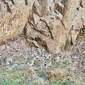 Natural Stone With Rough Brown Gray Texture In Natural Grass And Hay Environment