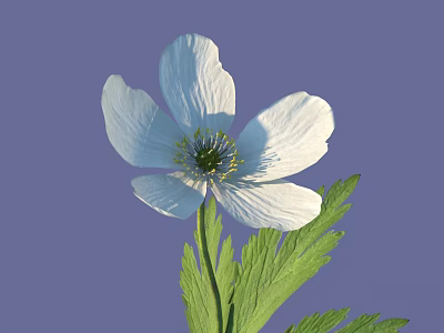 Beautiful White Flower with Yellow Stamens and Green Leaves on Purple Background 3d model