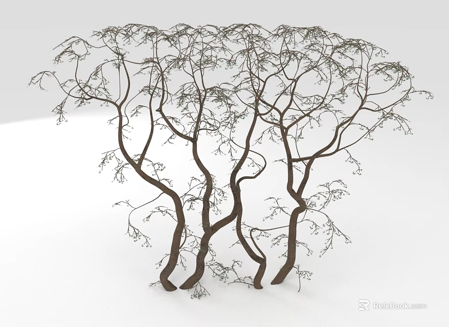 Unique Curved Trunk Trees With Slender Branches And Small Leaves On White Background 3d model 