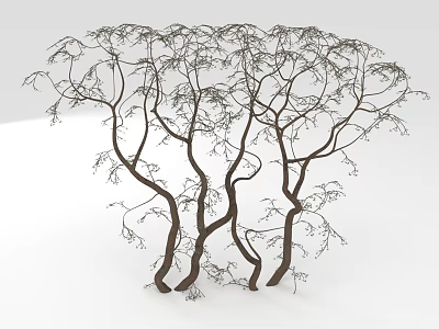 Unique Curved Trunk Trees With Slender Branches And Small Leaves On White Background 3d model