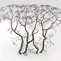 Unique Curved Trunk Trees With Slender Branches And Small Leaves On White Background