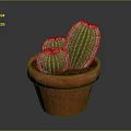 Three Green Cactus Plants In Orange Terracotta Pot On Dark Background