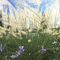 Tall White Feathery Grass With Green Blades And Purple White Small Flowers Under Blue Sky