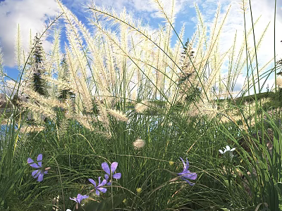 Tall White Feathery Grass With Green Blades And Purple White Small Flowers Under Blue Sky 3d model