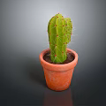 Healthy Green Cactus Growing in Orange Terracotta Pot on Dark Background