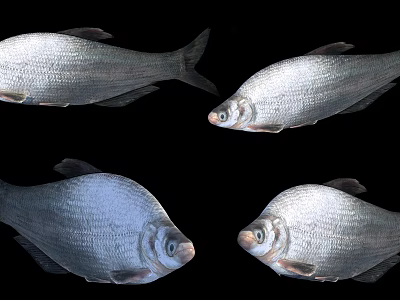 Detailed View Of Four Silver White Fish Isolated On Black Background 3d model