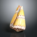 Colorful Spiral Conch Marine Animal Shell Featuring Yellow Body And Brown Stripes