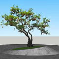 Pomegranate Tree With Curved Trunk Green Leaves And Red Fruits On Stone Pavement