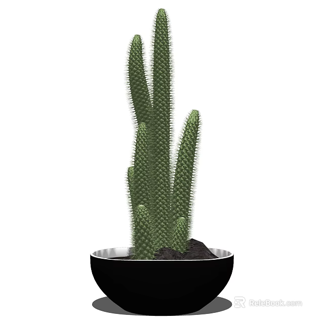 Tall Green Cactus Potted Plant In Black Decorative Pot For Indoor Decoration 3d model 