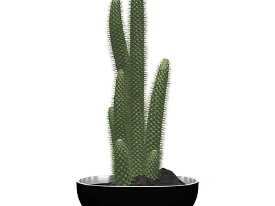 Tall Green Cactus Potted Plant In Black Decorative Pot For Indoor Decoration 3d model