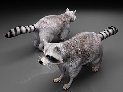 Two Raccoons With Gray Fur And Striped Tails Standing On Gray Surface 3d model