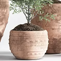 Bonsai Olive Trees in Terracotta Pots with Various Sizes for Indoor Decorative