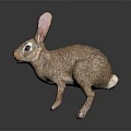 Brown Rabbit Standing With Long Ears On Black Surface And Reflection 3d model