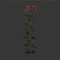 Tall Green Stem Plant With Lush Leaves And Pink Flowers