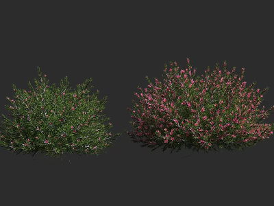 Two Bushes One Green and One with Pink Flowers in Outdoor Scene 3d model
