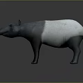 Tapir With White And Gray Coat Standing On Gray Background With Long Snout