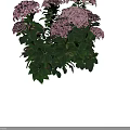 Vibrant Pink Hydrangea Flowers With Lush Green Leaves Blooming In Garden Bush