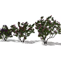 Three Shrubs With Green Leaves And Purple Flowers In Natural Growth