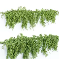Various Types Of Lush Green Leaf Vines With Hanging And Decorative Natural Forms
