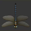 3D Dragonfly Model With Transparent Veined Wings Blue Gold Striped Shiny Body