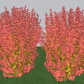 Red Leafy Shrubs Growing In Green Grass With Vibrant Foliage