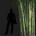 Tall Green Bamboo Stems With Lush Leaves In Natural Growth Environment