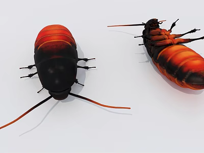 Two Red And Black Reptiles With Long Antennae On White Background 3d model