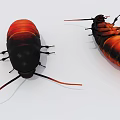 Two Red And Black Reptiles With Long Antennae On White Background 3d model