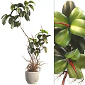 Lush Foliage Garden Ornament Potted Plant With Green Leaves Red Tips And Visible Roots