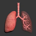 Detailed Human Lungs 3D Model Displaying Bronchial Tree And Respiratory System Structure 3d model