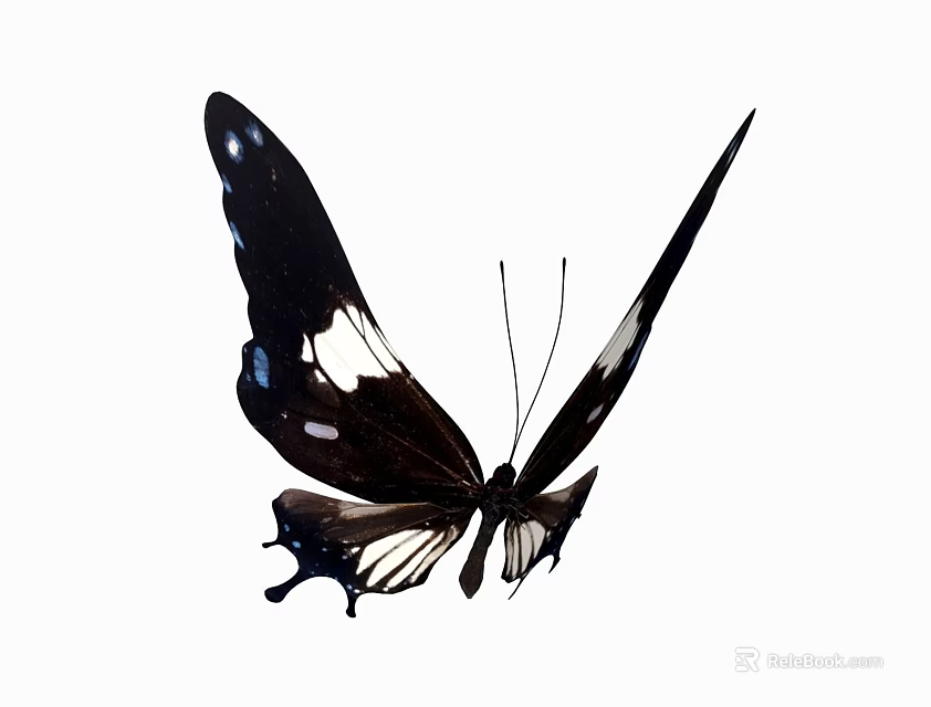 Close Up View of Black Butterfly with White Spots and Distinctive Wing Patterns 3d model 