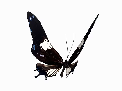 Close Up View of Black Butterfly with White Spots and Distinctive Wing Patterns 3d model