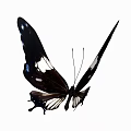 Close Up View of Black Butterfly with White Spots and Distinctive Wing Patterns