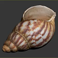 Hand Carved Conch Shell Sculpture with Orange and White Stripes on Black Background