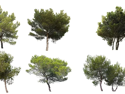 Green Arbor Trees With Various Canopy Shapes Isolated On White Background 3d model